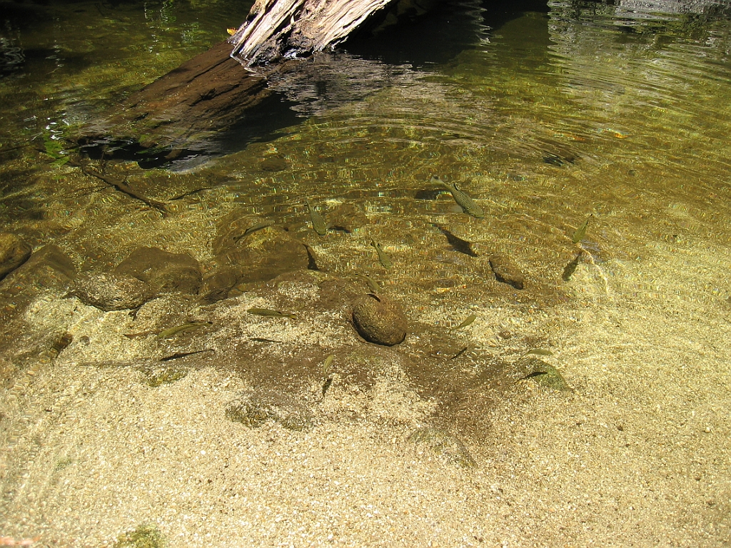 223 Mossman Gorge.jpg